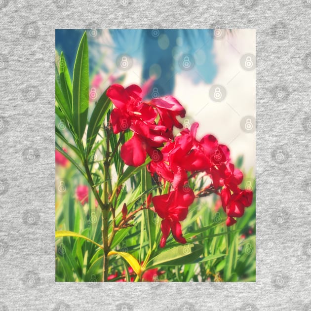 Oleander by RoxanneG